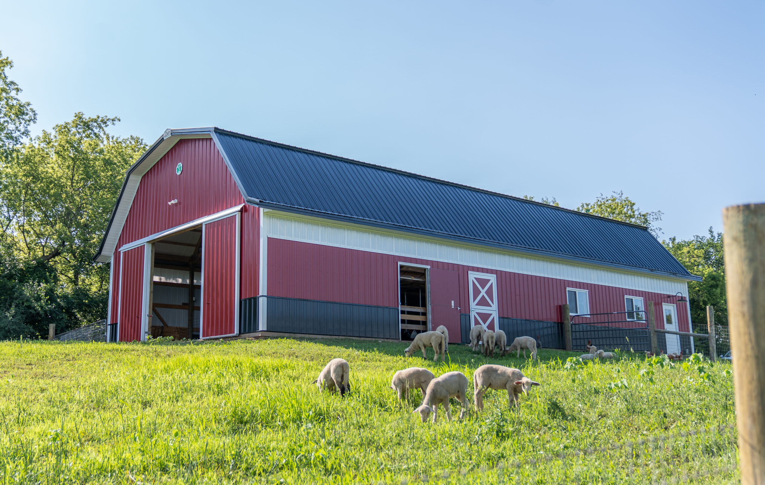 Red barn with doors open. Sheep grazing in a field in front.